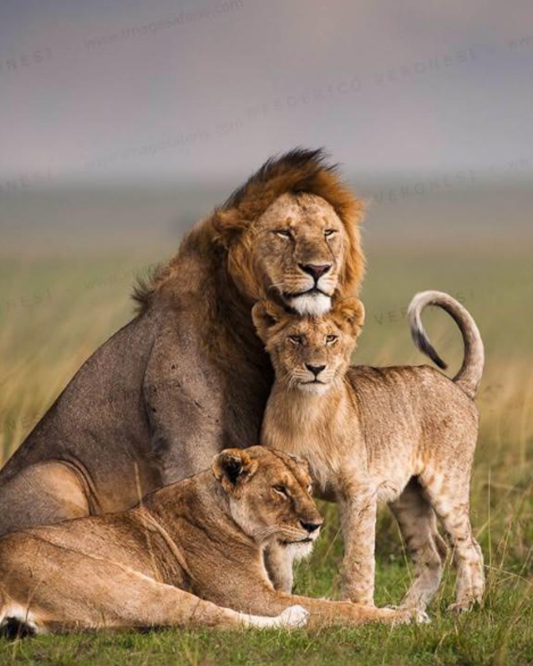 Magical Kenya Masai Mara Safari Escape